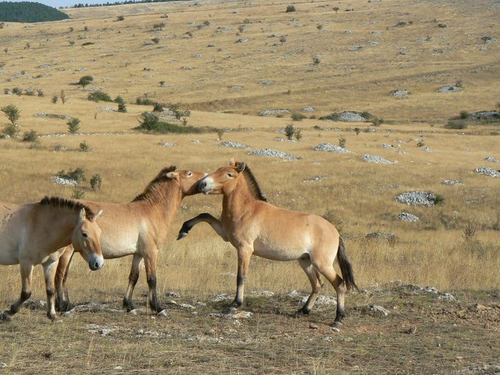 France_Lozère_Causse_Méjean_Chevaux_de_Przewalski_20 - x24-Calul lui Przewalski