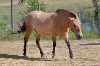 images (3) - x24-Calul lui Przewalski