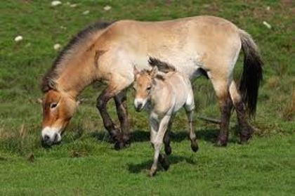 images (7) - x24-Calul lui Przewalski