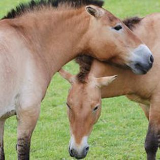 przewalskis-horse-2870