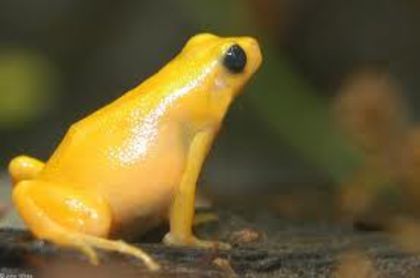 images (11) - x25-Mantella aurantiaca