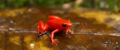 images (12) - x25-Mantella aurantiaca