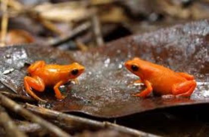 images (13) - x25-Mantella aurantiaca