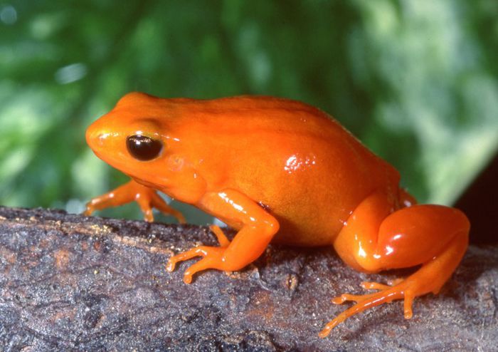 Mantella aurantiaca latest scan