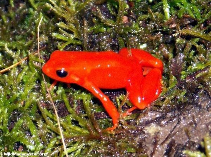 Mantella_aurantiaca_2