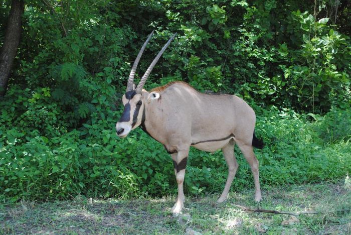 antilopa-oryx - x26-Antilopa Orix