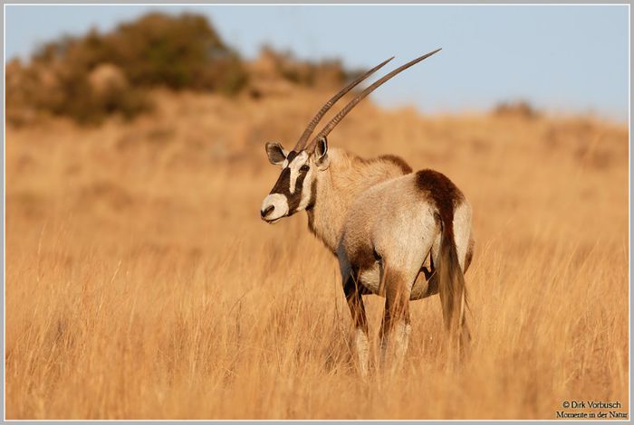 Orix-(Oryx-gazella)--Dirk_Vorbusch_oryx_orix_gazella_antilopen_antilope - x26-Antilopa Orix