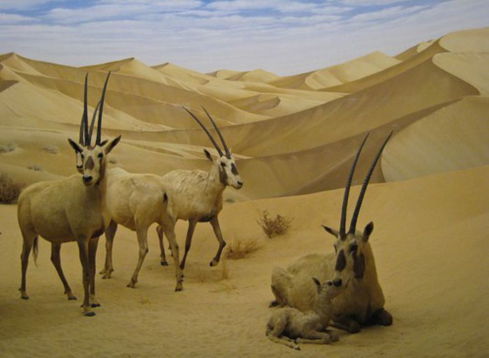 oryx - x26-Antilopa Orix