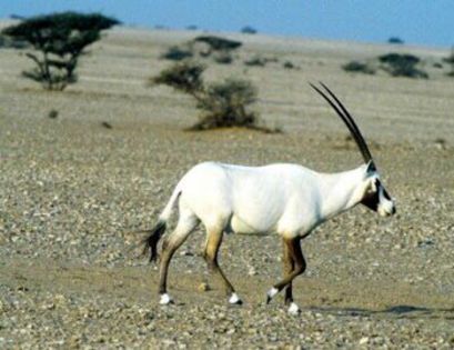 oryx_arab - x26-Antilopa Orix