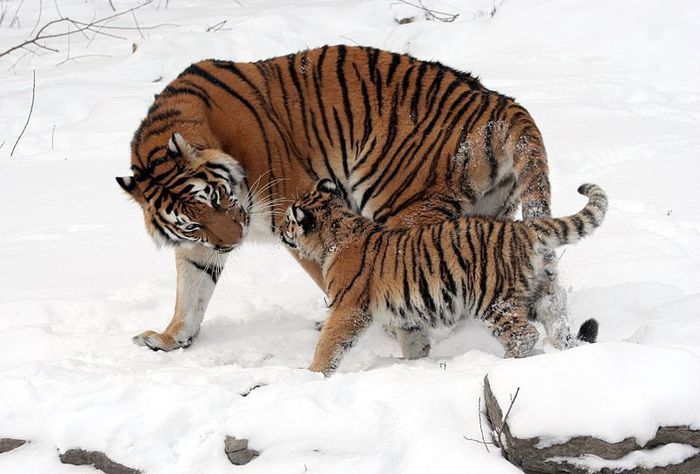 800px-Panthera_tigris_altaica_13_-_Buffalo_Zoo - x27-Tigru siberian