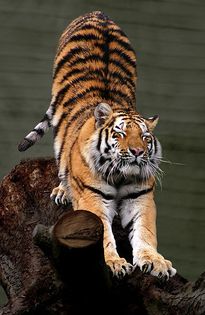 Siberian_Tiger_by_Malene_Th - x27-Tigru siberian