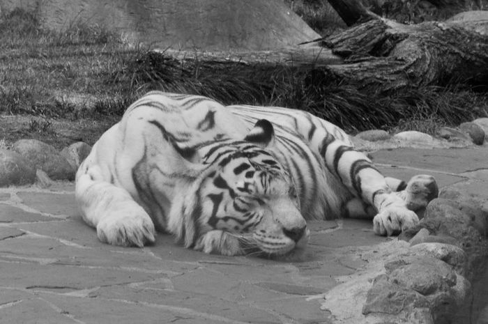 Tigrul siberian - x27-Tigru siberian