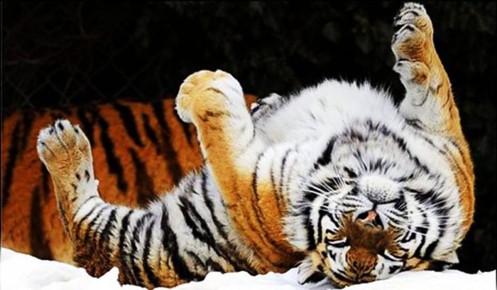 tigru-ok - x27-Tigru siberian