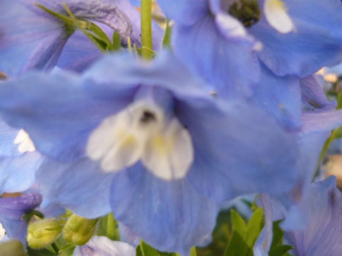 Picture 2737 - Mirajul verii