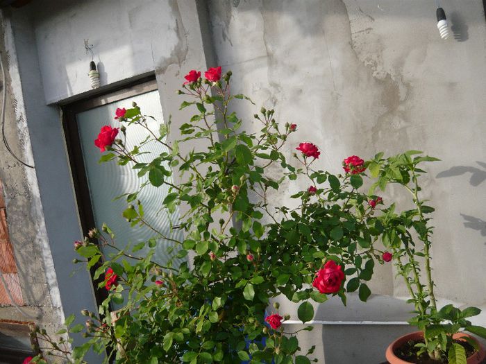 Picture 2757 - Mirajul verii