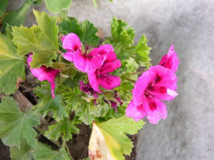 Picture 2763 - Mirajul verii