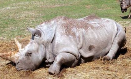 images_2012_11_10_un-traficant-de-coarne-de-rinocer-condamnat-la-40-de-ani-de-inchisoare-in-africa-d