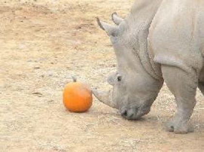 pumpkin rhino - x28-Rinocerul alb