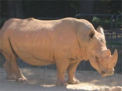 rinocer - x28-Rinocerul alb