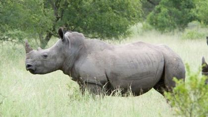 white_rhino_29765700 - x28-Rinocerul alb