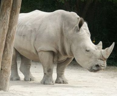 White-Rhinoceros - x28-Rinocerul alb