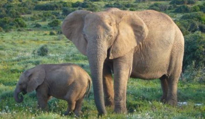 african-elephant