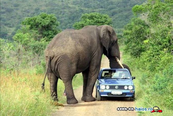 elefant_autostop_volkswagen_golf_1268604102