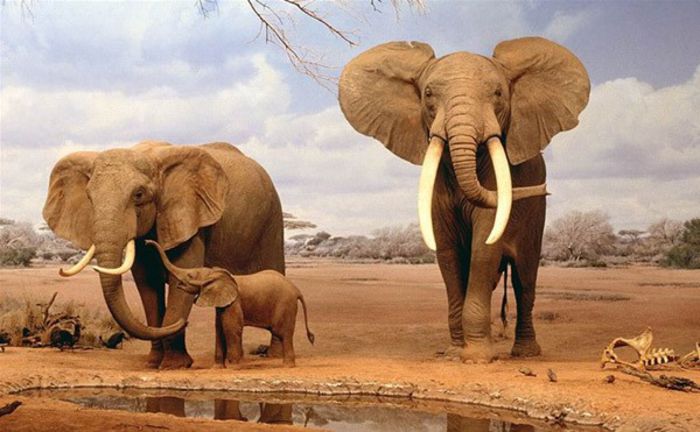 elefanti - x31-Elefantul