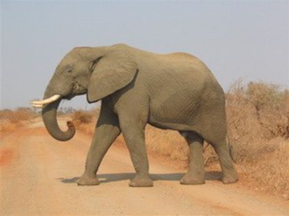 Elefantul