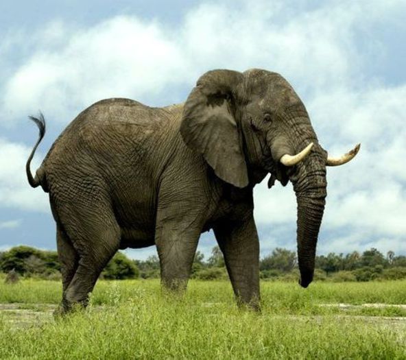 index - x31-Elefantul