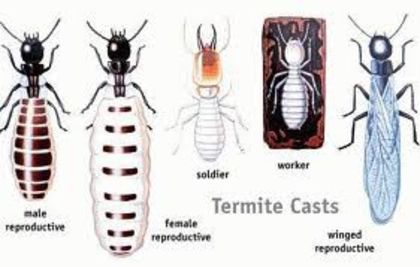 images - x32-Termitele