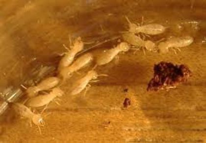 images (4) - x32-Termitele