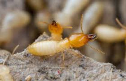 images (6) - x32-Termitele