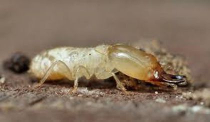 images (7) - x32-Termitele