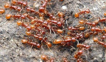 siafu1 - x32-Termitele