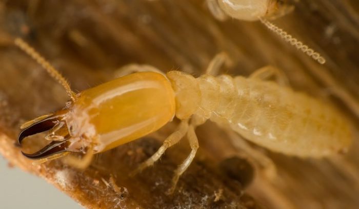 termita - x32-Termitele