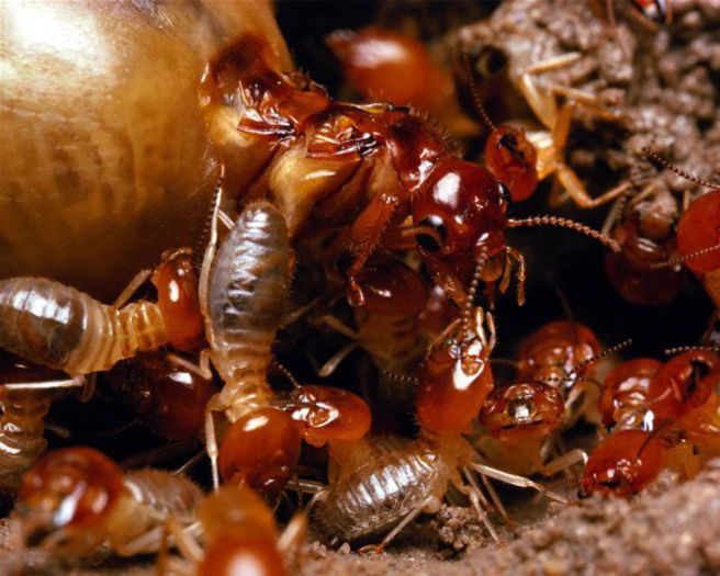 termite - x32-Termitele