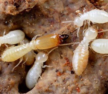 termite (2) - x32-Termitele