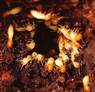 Termite (3)