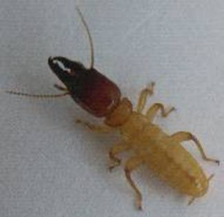 termite-soldat - x32-Termitele