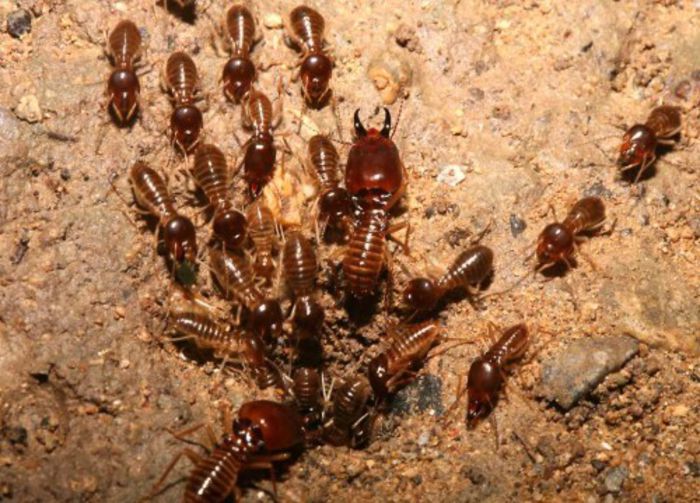 ThaiTermites - x32-Termitele