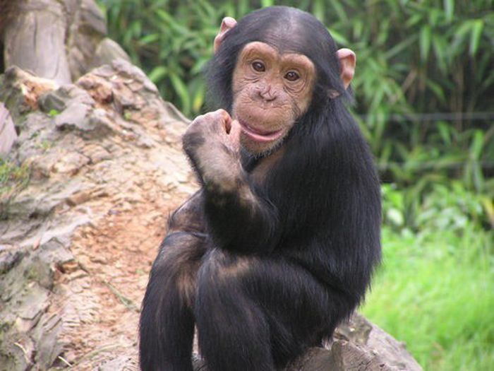 1_original - x33-Cimpanzeii