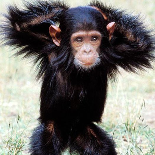 animale - maimutica 2 - x33-Cimpanzeii