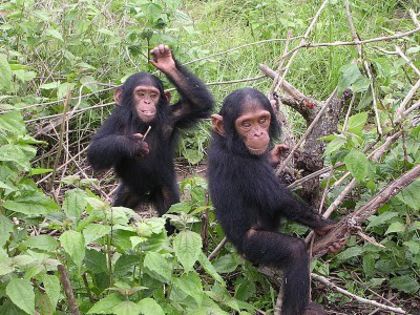 cimpanzei - x33-Cimpanzeii