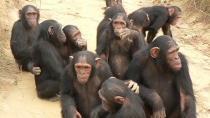cimpanzeii - x33-Cimpanzeii