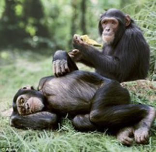 cimpanzei-ww