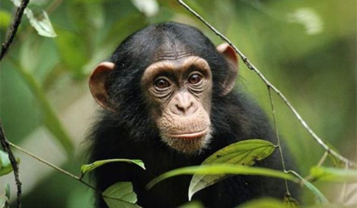 cimpanzeu (1)