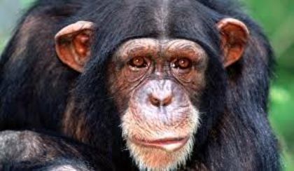 images - x33-Cimpanzeii