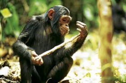 images (2) - x33-Cimpanzeii