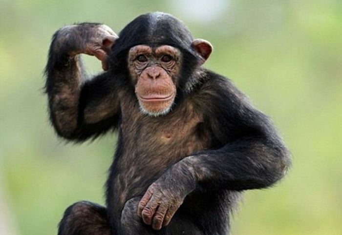 panzi - x33-Cimpanzeii